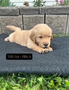 Beautiful Golden Retriever Pups