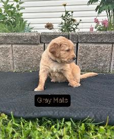 Beautiful Golden Retriever Pups - Photo 2