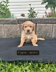 Beautiful Golden Retriever Pups - Photo 3