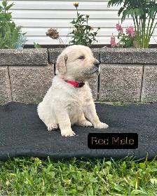 Beautiful Golden Retriever Pups - Photo 4
