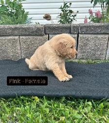 Beautiful Golden Retriever Pups - Photo 5