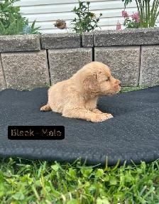Beautiful Golden Retriever Pups - Photo 6