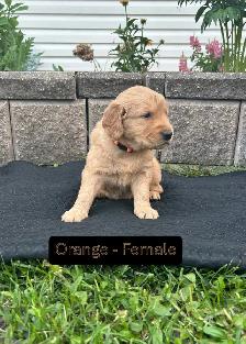 Beautiful Golden Retriever Pups - Photo 7