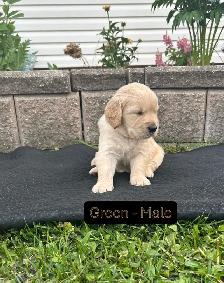 Beautiful Golden Retriever Pups - Photo 8