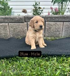 Beautiful Golden Retriever Pups - Photo 9