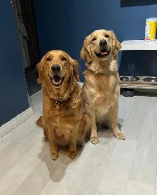 Beautiful Golden Retriever Pups - Photo 10