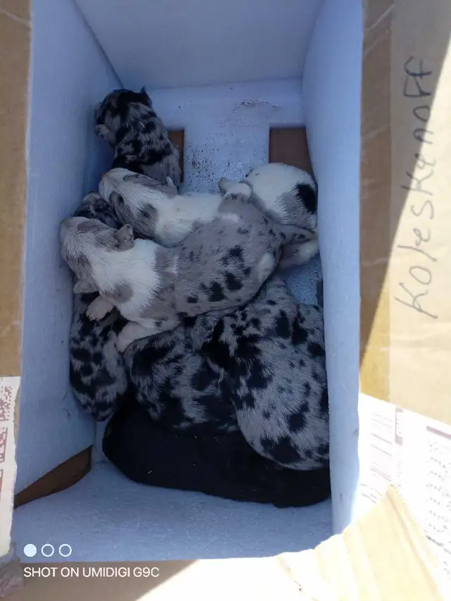 pups. Australian shepherd x blue healer. pics to come