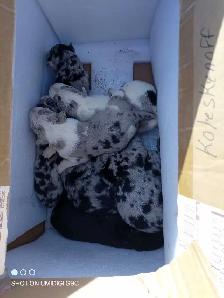 pups. Australian shepherd x blue healer. pics to come