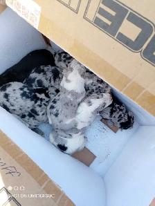 pups. Australian shepherd x blue healer. pics to come - Photo 2