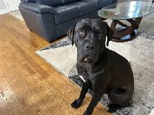 Cane Corso/Presa Canario Mastiff