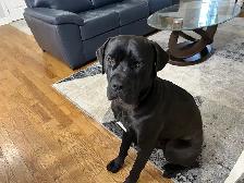 Cane Corso/Presa Canario Mastiff - Photo 2