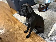 Cane Corso/Presa Canario Mastiff - Photo 3