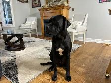 Cane Corso/Presa Canario Mastiff - Photo 4
