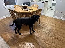 Cane Corso/Presa Canario Mastiff - Photo 5