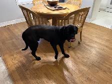 Cane Corso/Presa Canario Mastiff - Photo 6