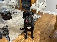 Cane Corso/Presa Canario Mastiff - Photo 7