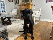 Cane Corso/Presa Canario Mastiff - Photo 8