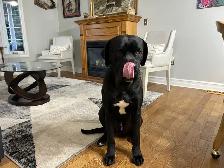 Cane Corso/Presa Canario Mastiff - Photo 9