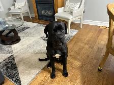 Cane Corso/Presa Canario Mastiff - Photo 10