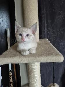 CHATON HIGHLAND LYNX FEMELLE - Photo 3