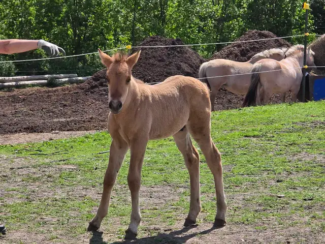 Fjord cross Canadian colt