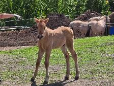 Fjord cross Canadian colt