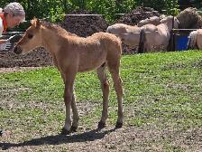 Fjord cross Canadian colt - Photo 2