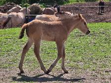 Fjord cross Canadian colt - Photo 3