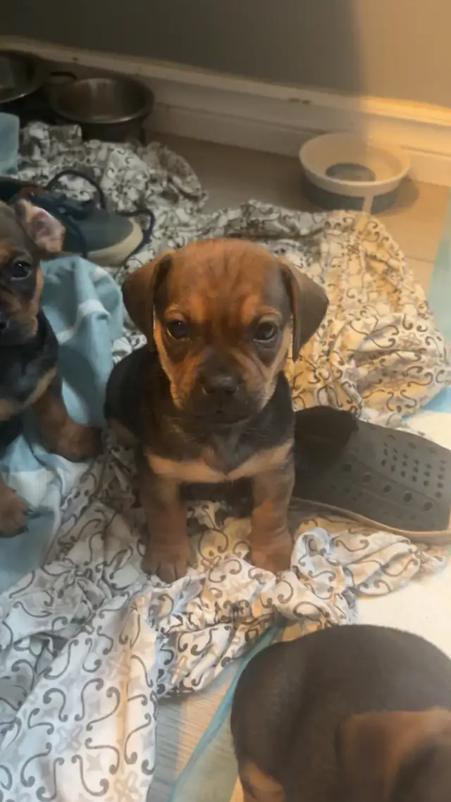 pug dachshund puppies