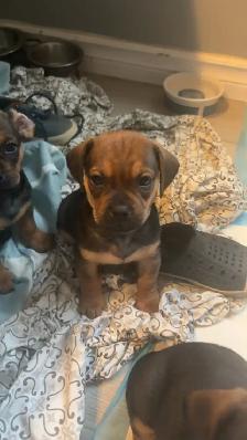 pug dachshund puppies