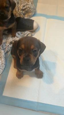 pug dachshund puppies - Photo 2