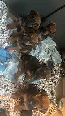 pug dachshund puppies - Photo 3