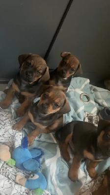 pug dachshund puppies - Photo 4