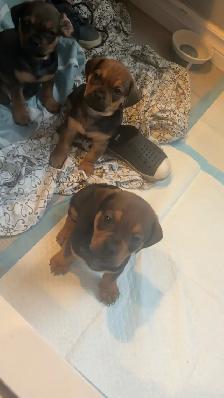 pug dachshund puppies - Photo 5