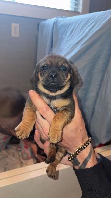 pug dachshund puppies - Photo 6