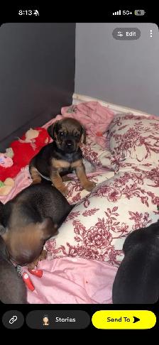 pug dachshund puppies - Photo 7