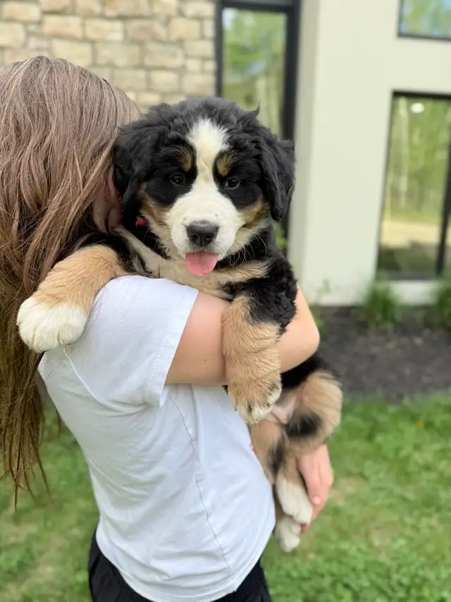 Bernese- Guardian Home