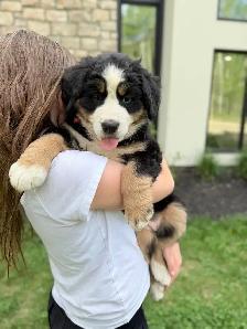 Bernese- Guardian Home