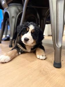 Bernese- Guardian Home - Photo 2