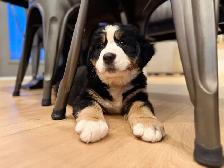 Bernese- Guardian Home - Photo 3