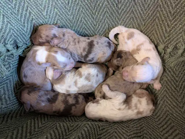 Miniature Aussiedoodles