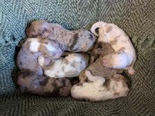 Miniature Aussiedoodles