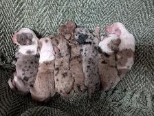 Miniature Aussiedoodles - Photo 2