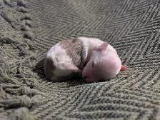 Miniature Aussiedoodles - Photo 3