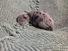 Miniature Aussiedoodles - Photo 4