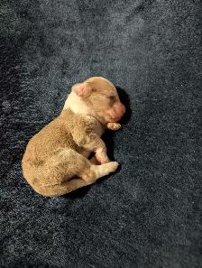 Miniature Aussiedoodles - Photo 5