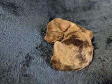 Miniature Aussiedoodles - Photo 6