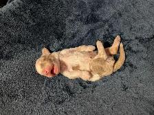 Miniature Aussiedoodles - Photo 7
