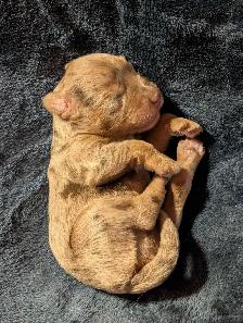 Miniature Aussiedoodles - Photo 8