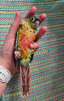 Bébé conure